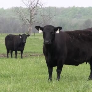 Buy Angus Cattle Online