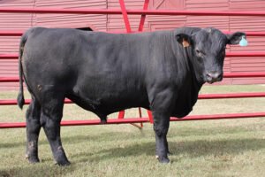 Buy Angus Cattle Online