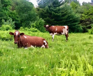Buy Ayrshire Cattle Online