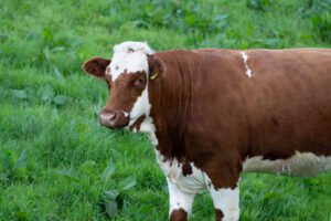 Buy Ayrshire Cattle Online