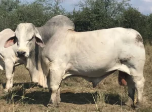 Buy Brahman Cattle Online