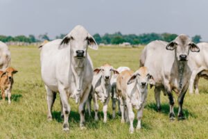Buy Brahman Cattle Online