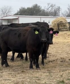 Buy Angus Cattle Online