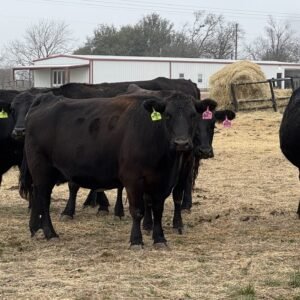 Buy Angus Cattle Online