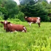 Buy Ayrshire Cattle Online