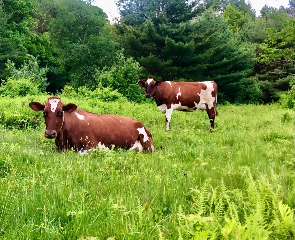 Buy Ayrshire Cattle Online