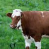 Buy Ayrshire Cattle Online