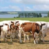 Buy Ayrshire Cattle Online