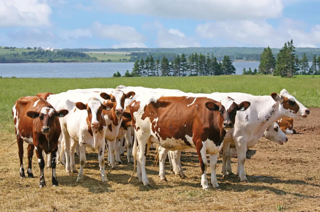 Buy Ayrshire Cattle Online
