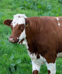 Buy Ayrshire Cattle Online