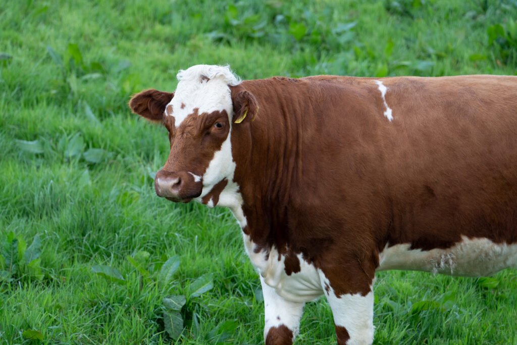 Buy Ayrshire Cattle Online