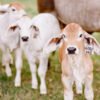 Buy Brahman Cattle Online