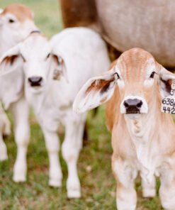 Buy Brahman Cattle Online