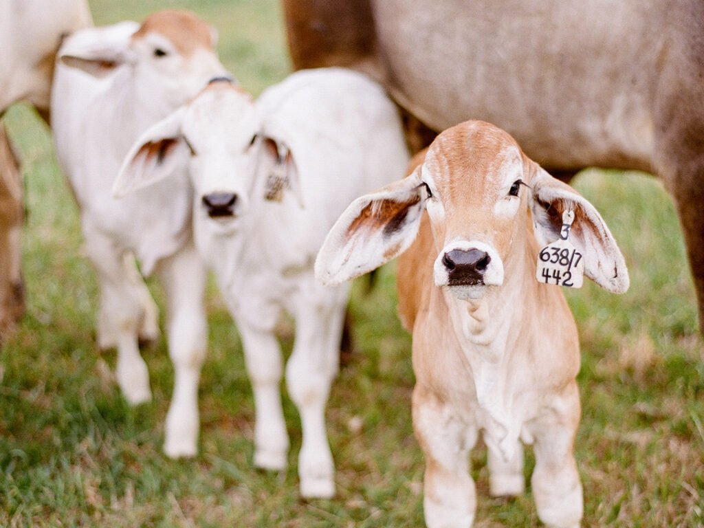 Buy Brahman Cattle Online