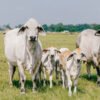 Buy Brahman Cattle Online