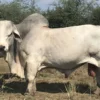 Buy Brahman Cattle Online