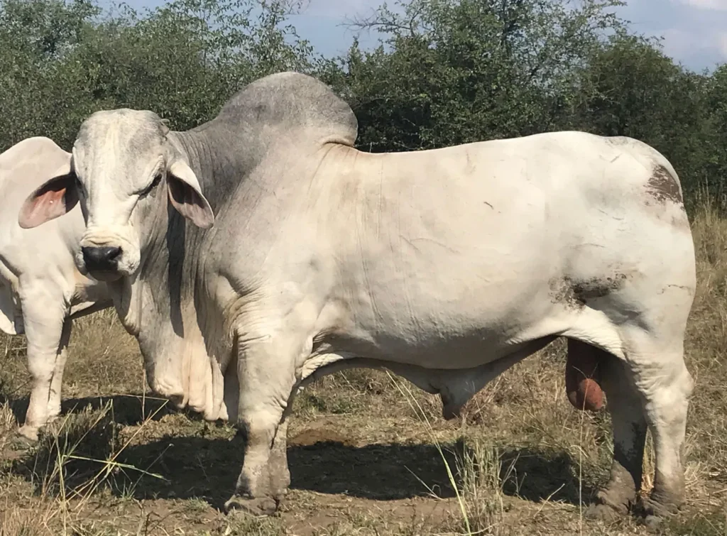 Buy Brahman Cattle Online