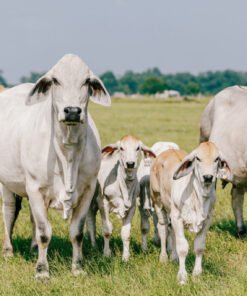 Buy Brahman Cattle Online