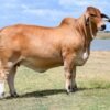 Buy Brahman Cattle Online