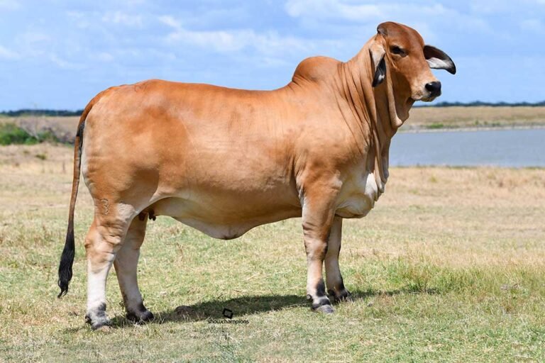 Buy Brahman Cattle Online