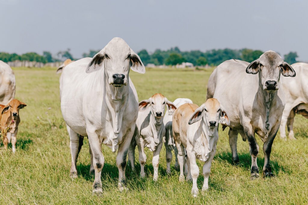 Buy Brahman Cattle Online